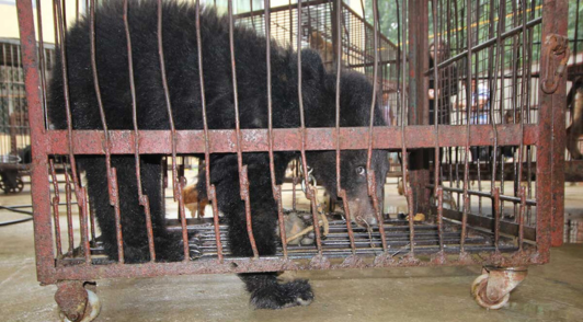 bear in small metal cage