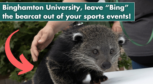 Bing the bearcat