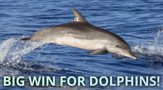 dolphin swimming with the words big win for dolphins