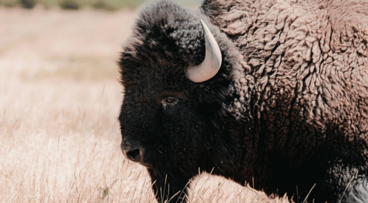 bison in field