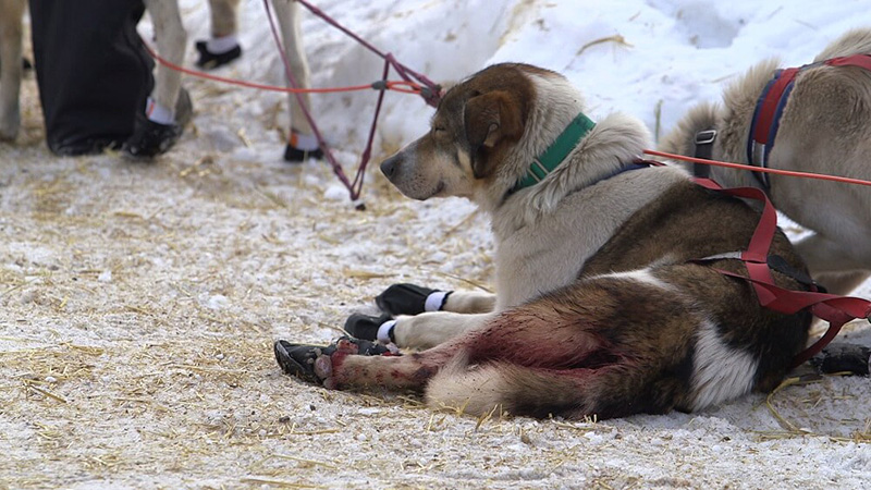 bloody chained dog