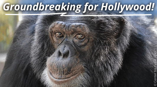 primate with the words groundbreaking for hollywood