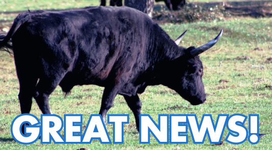bulls showing affection with the words great news