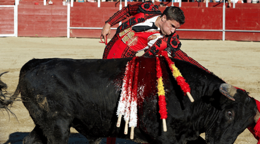 man killing bleeding bull