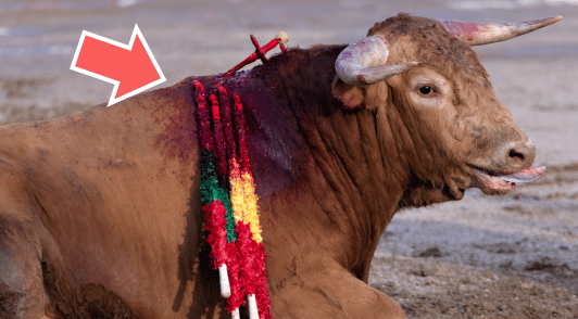 bull with bleeding back and red arrow pointing to wound