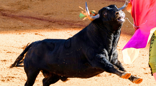 bull in ring next to matador