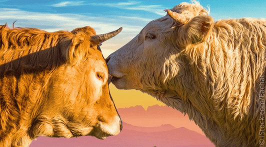 bulls on colorful background