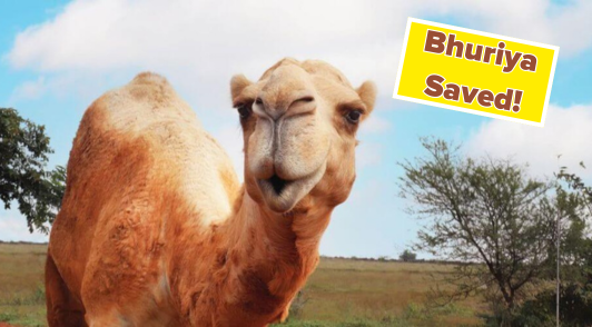 camel with the words Bhuriya saved