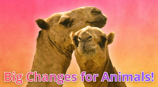 two camels with the words big changes for animals