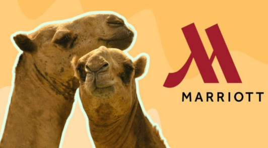 two camels next to the Marriott logo