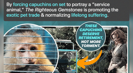 monkeys used for entertainment