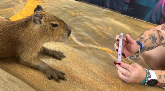 person taking photo of a capybara