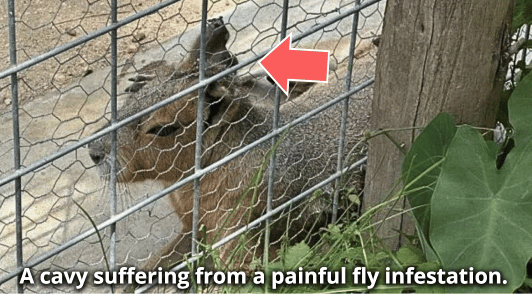 Cavy with a fly infestation