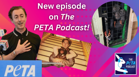 Alan Cumming and tonka with the peta podcast logo
