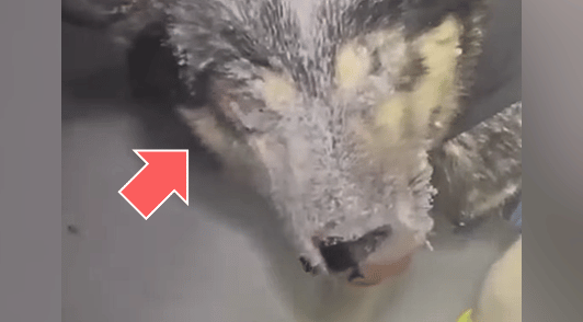 dog in the iditarod with face covered in snow