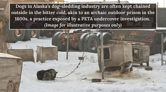 dog chained out in the snow to a wooden doghouse
