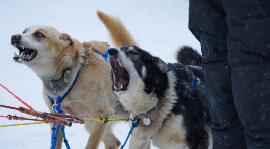 two dogs looking scared and barking in the snow