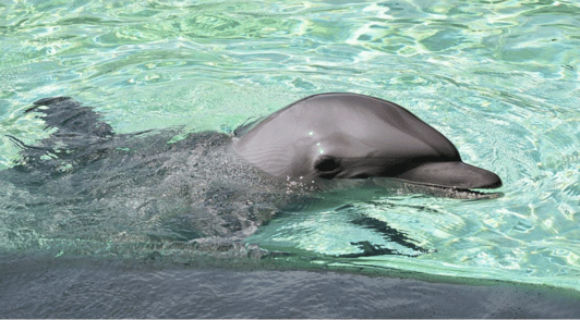 dolphin at marine park