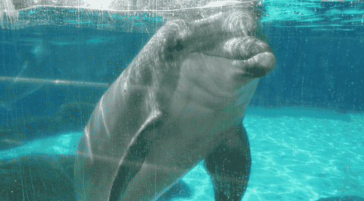 dolphin in tank
