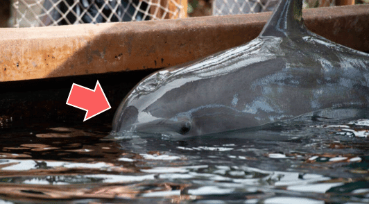 dolphin at SeaWorld with a red arrow pointing to face