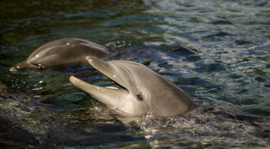 dolphins in water