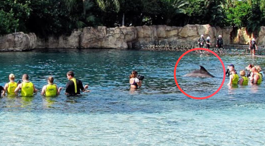dolphin encounters at Discovery Cove