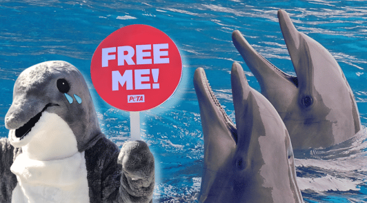 two dolphins in tank next to image of person dressed up as a dolphin holding a sign saying free me