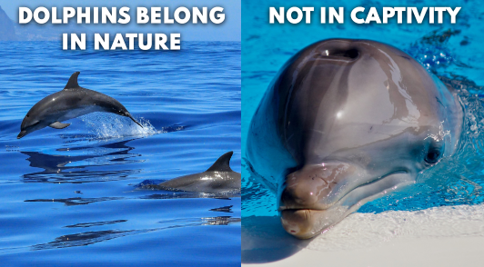 dolphins in nature versus dolphin in captivity