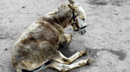 donkey on ground