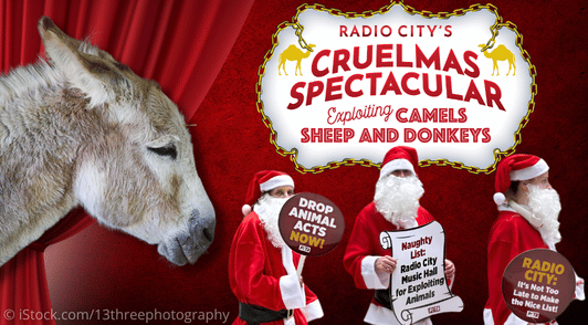 donkey next to image of people dressed like Santa holding protest signs under a sign with the words Radio Citys Cruelmas Spectacular exploiting camels sheep and donkeys