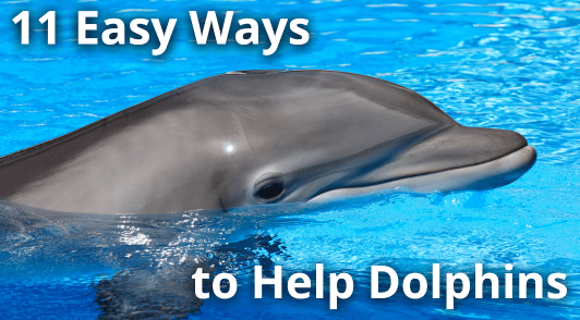 dolphin with the words 11 easy ways to help dolphins