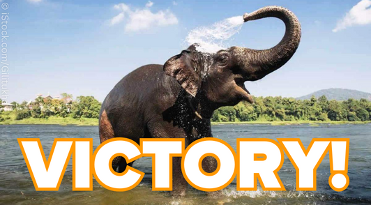 elephant in water with the word victory