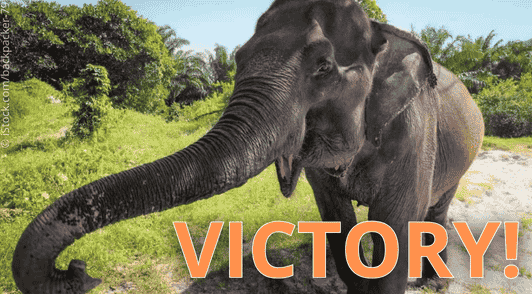 elephant with the word victory