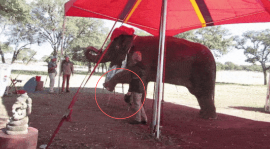 elephant painting act