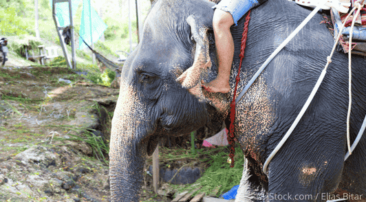 elephant giving person a ride
