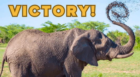 elephant with the word victory