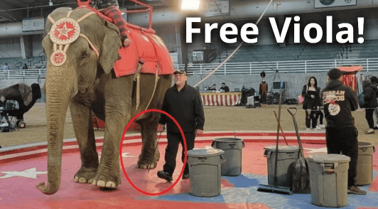 Elephant next to a man holding a bullhook with the words free Viola