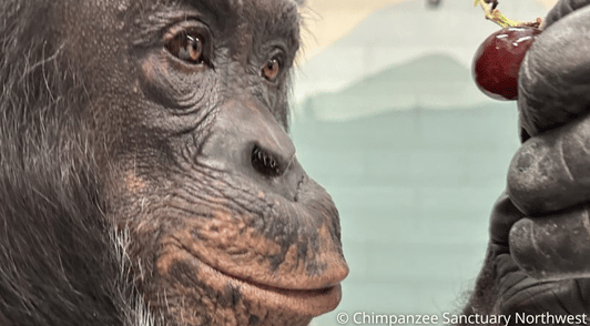 george the chimpanzee holding fruit