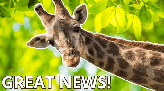 giraffe with the words great news
