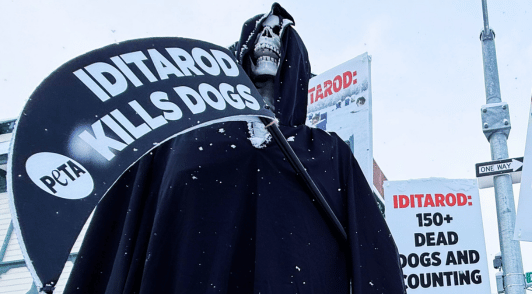 Grim reaper holding a sign reading Iditarod kills dogs