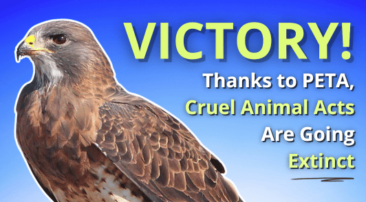 hawk with the words victory thanks to PETA cruel animal acts are going extinct