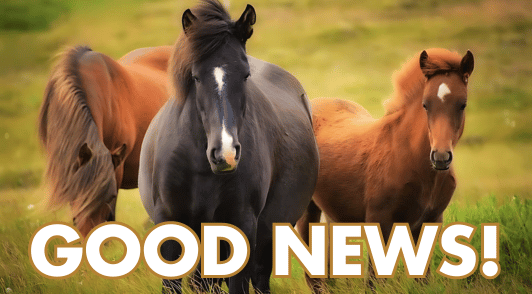 horses in nature with the words good news