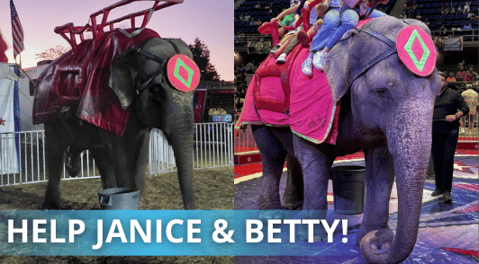 Janice and Betty the elephants