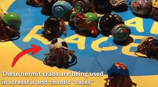 hermit crabs with painted shells