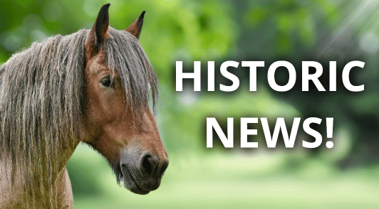 horse with the words historic news