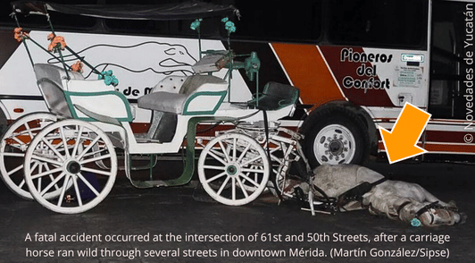 dead horse on ground next to carriage