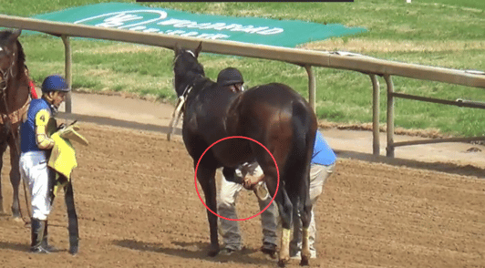 person holding leg of injured horse