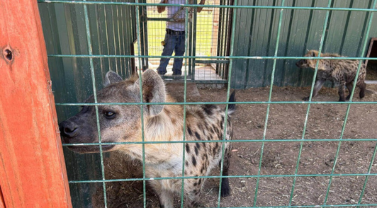 hyena in cage