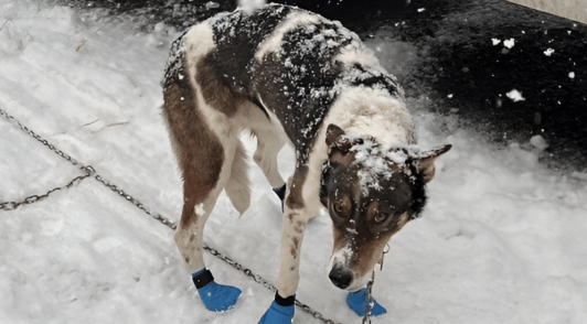dog covered in snow exploited in the Iditarod