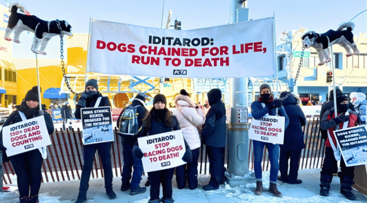 Iditarod protest with a banner reading iditarod dogs chained for life run to death